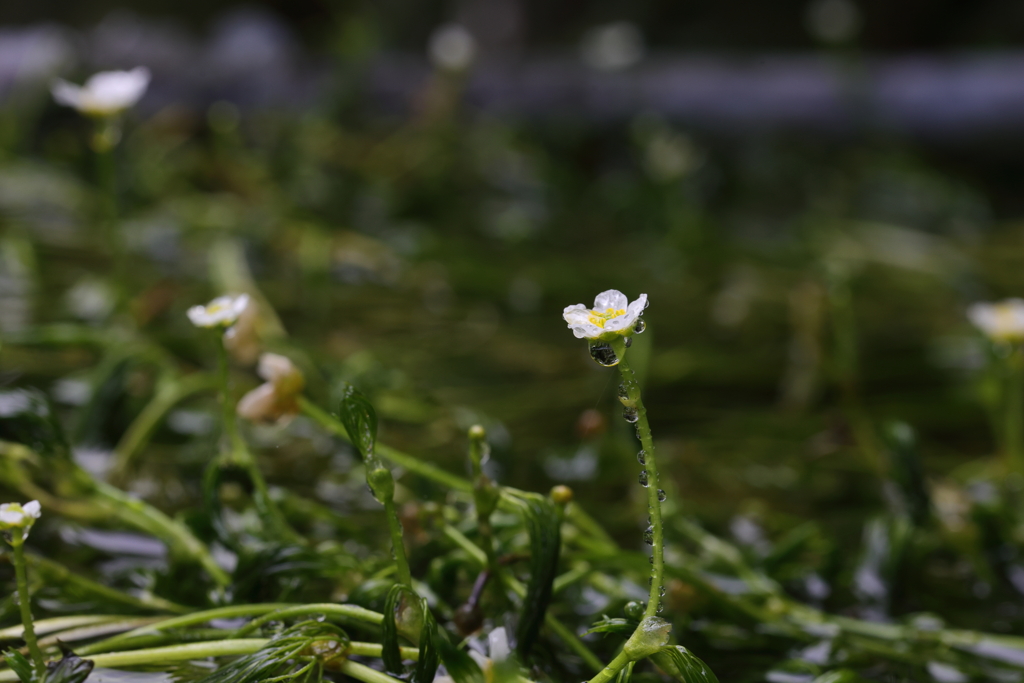 梅花藻