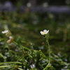 梅花藻