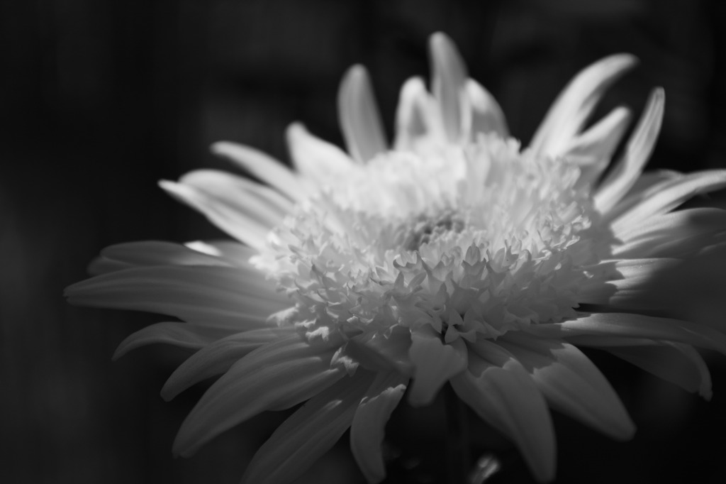 花弁