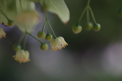 菩提樹