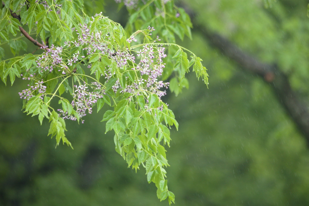 梅雨