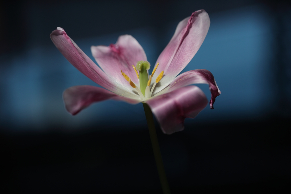 スポットライト