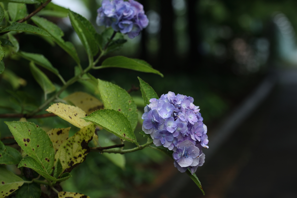 路傍の紫陽花