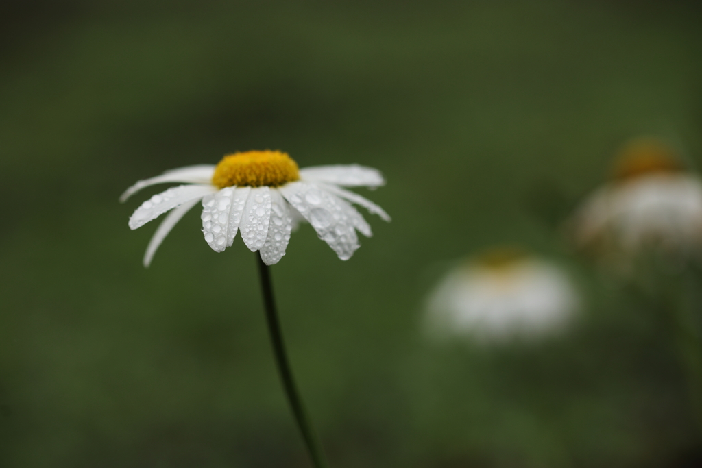 ありふれてても気高く