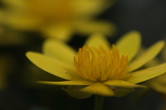 リュウキンカ