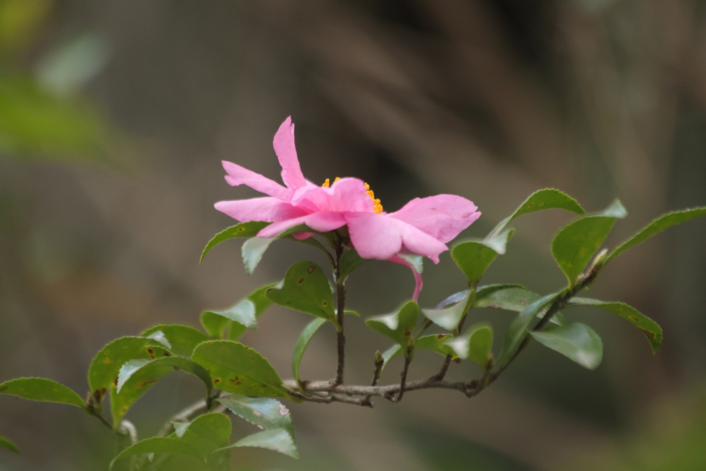 ピンクの花