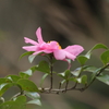 ピンクの花