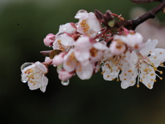 似た花Ⅲ-2 ベニバスモモ