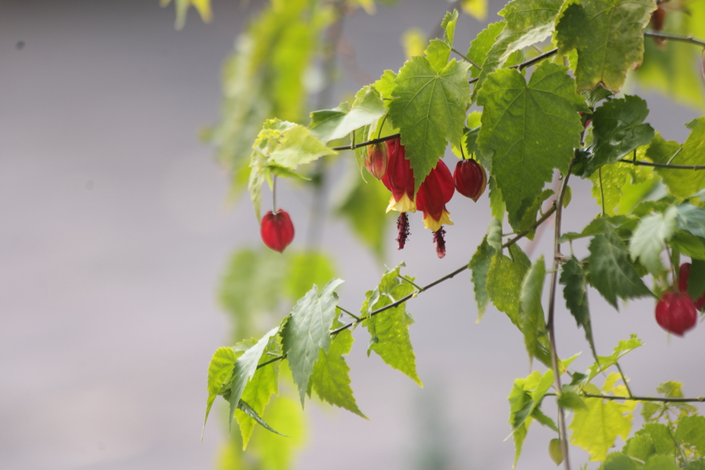 チロルランタン