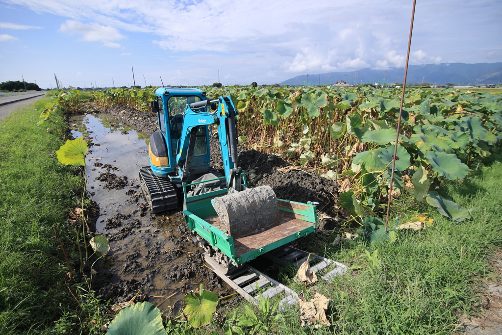 レンコンの収穫