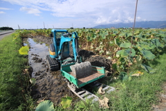 レンコンの収穫