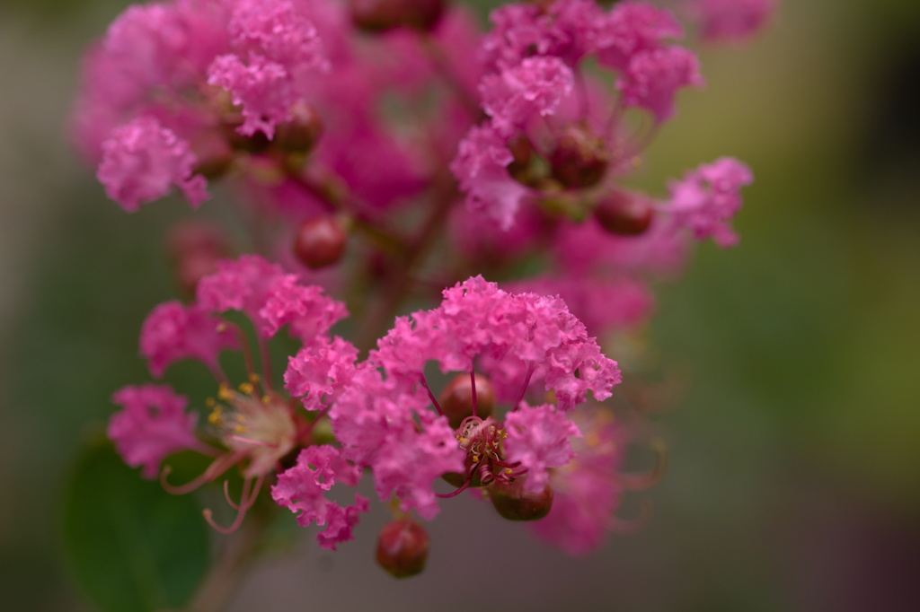 tickled pink