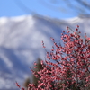 雪山に春