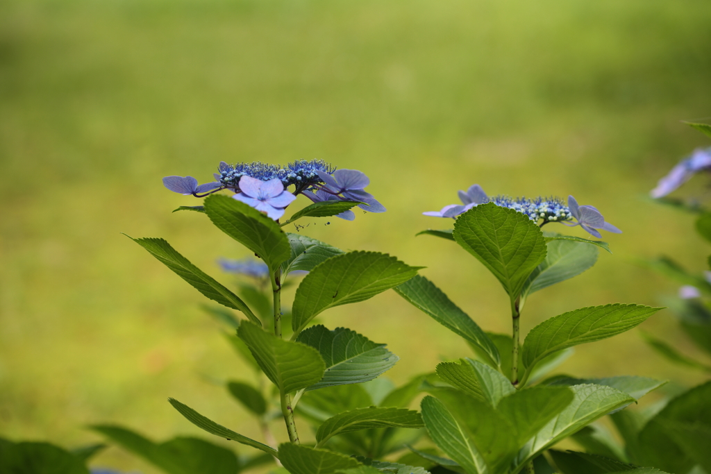 涼しさを