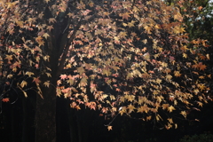 透かし紅葉