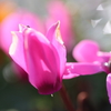 可憐なピンクの花