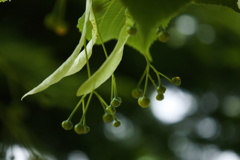 菩提樹