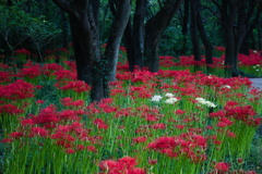 曼殊沙華　赤の絨毯