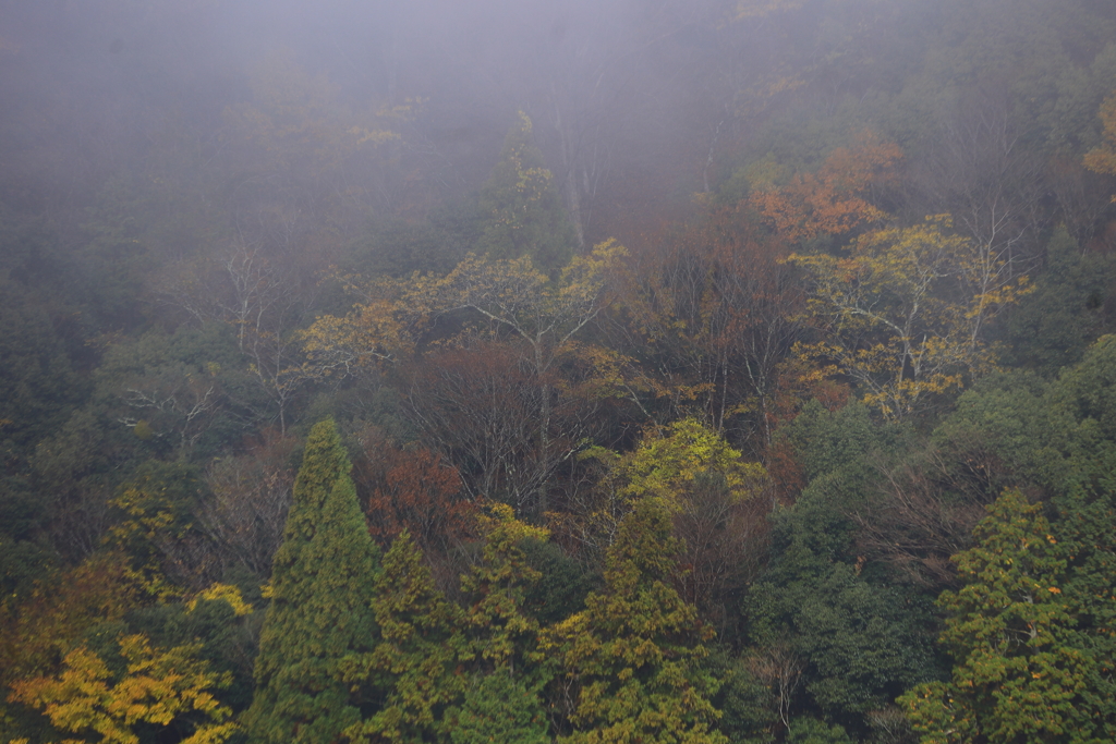 霧の中の紅葉