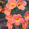凌霄花