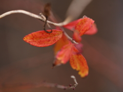 冬の紅葉