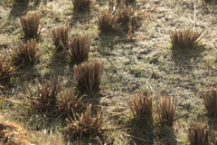 霜の降りた田
