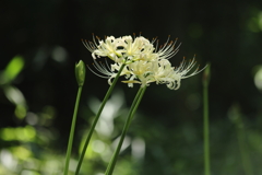 曼殊沙華