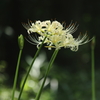 曼殊沙華