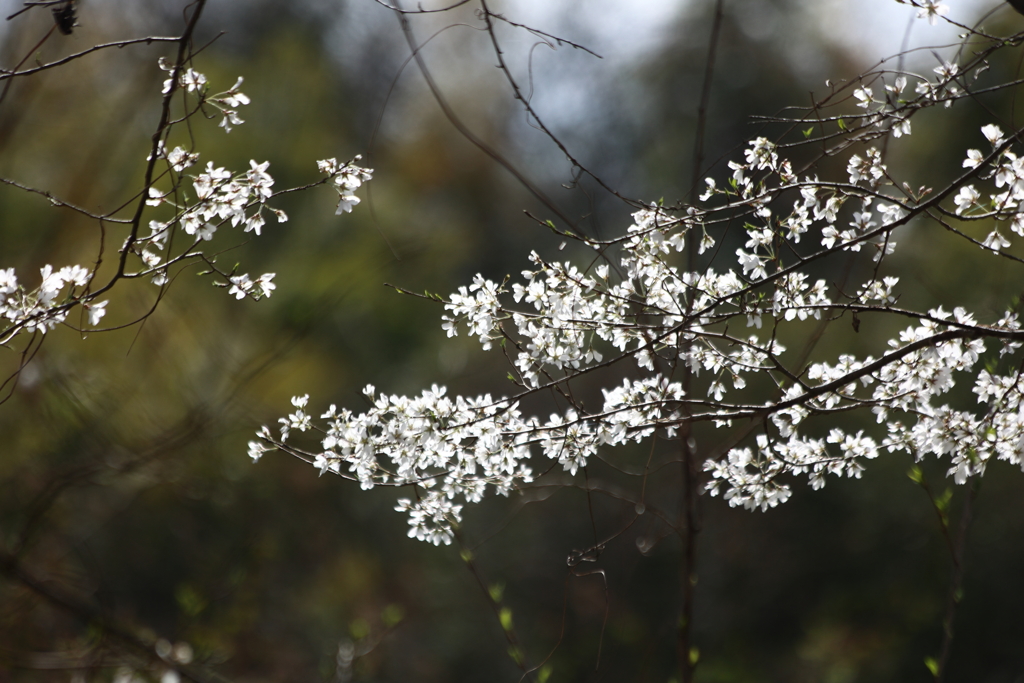 春の陽に輝いて