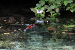 紫陽花と鯉