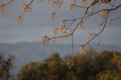 晩秋の朝