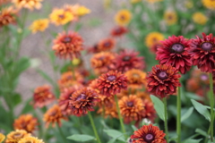 花花