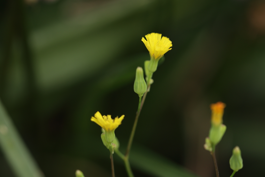 ちっちゃな花
