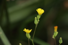 ちっちゃな花
