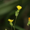 ちっちゃな花