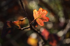 冬陽に照らされて