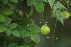 Green balloon