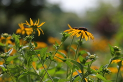 夏の花園