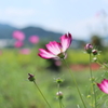 秋の野