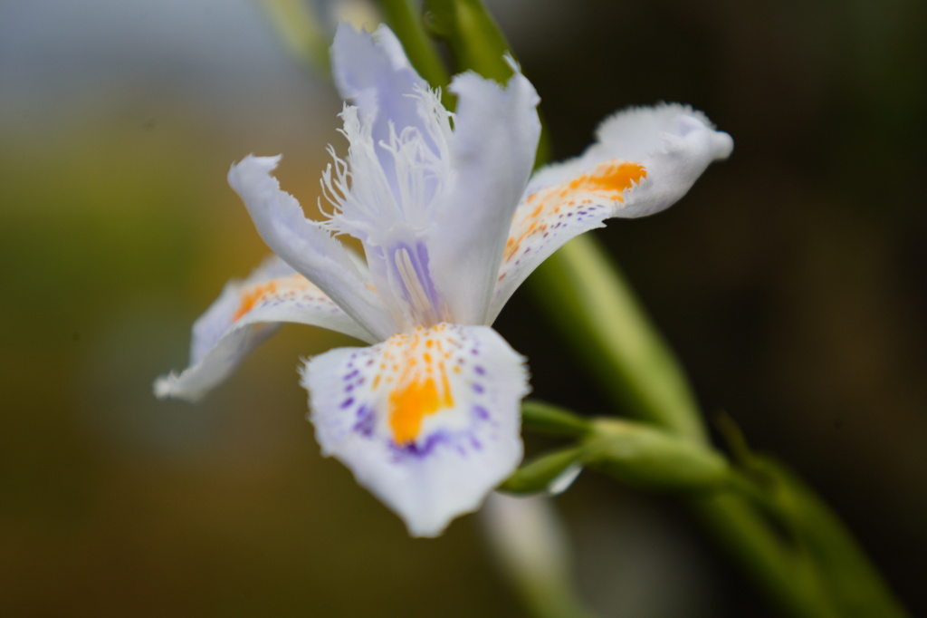 アヤメ科の花の季節　Ⅱ