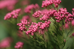 花が咲く