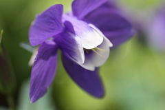 Aquilegia vulgaris