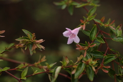 ピンクの小さな花