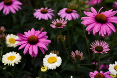flower garden