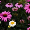 flower garden