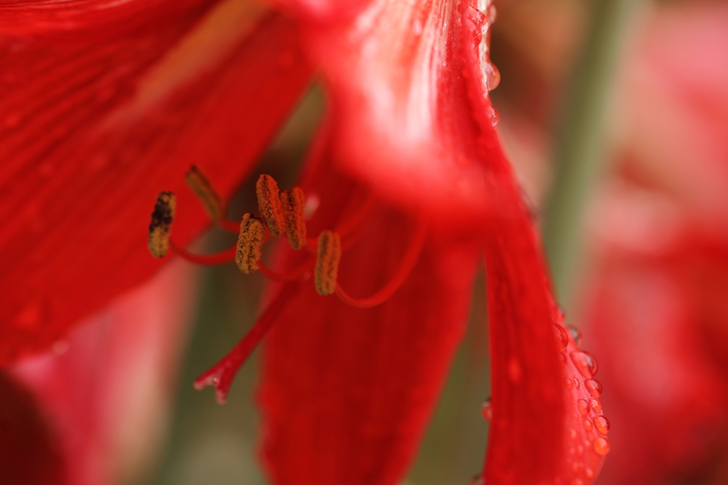 赤い花の蕊