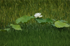輝く白