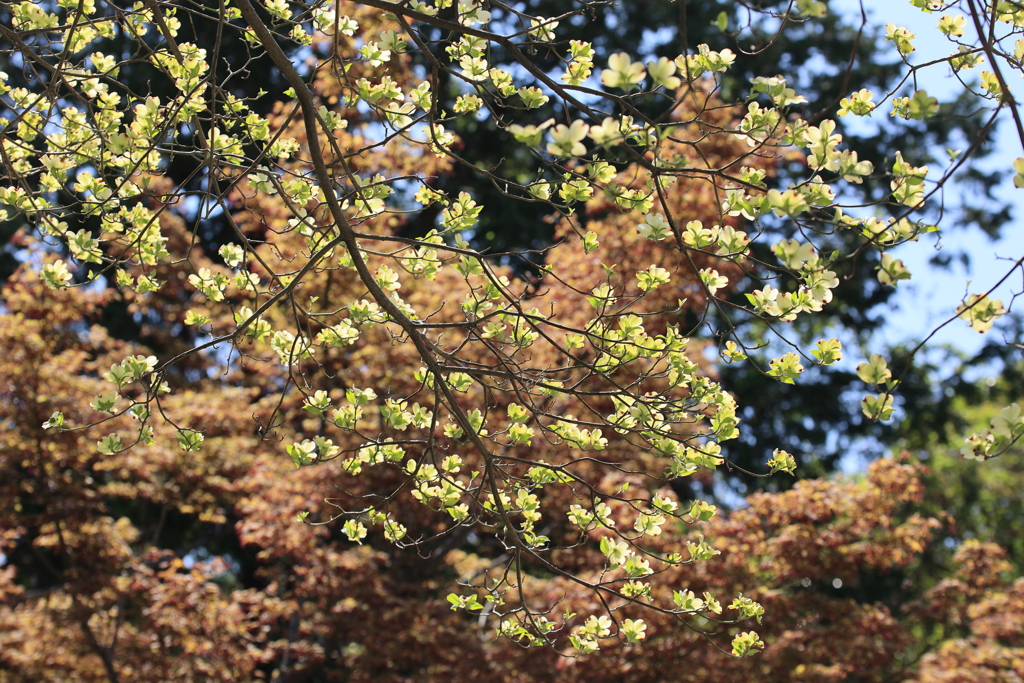 春の陽に煌めいて