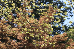 春の陽に煌めいて