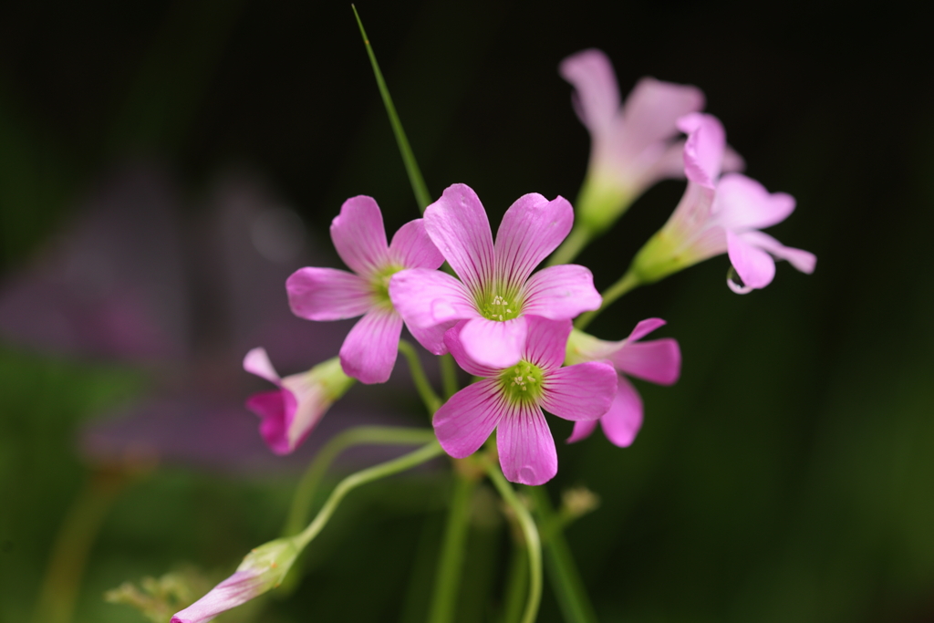 ピンクの花